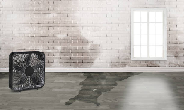 Best Water damage cleanup near me  in Seis Lagos, TX