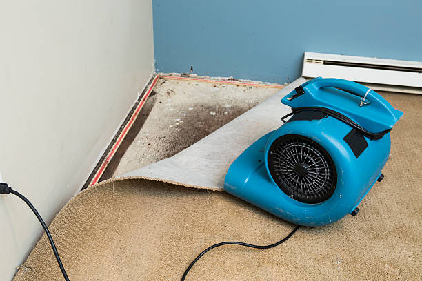 Best Mold removal after water damage  in Seis Lagos, TX